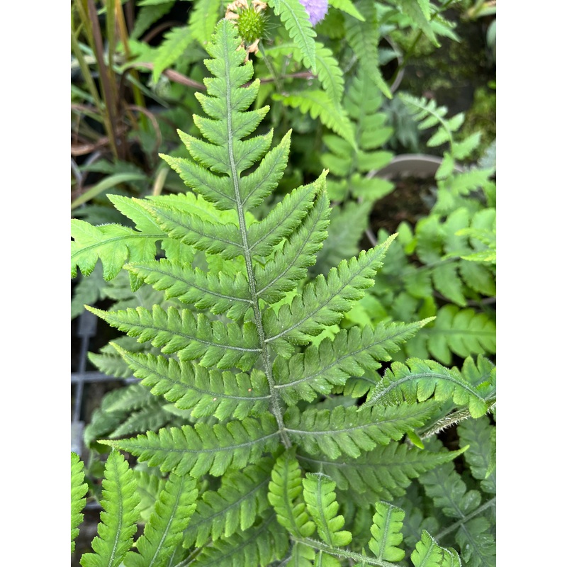 Deparia japonica|2 litre|9 cm pot