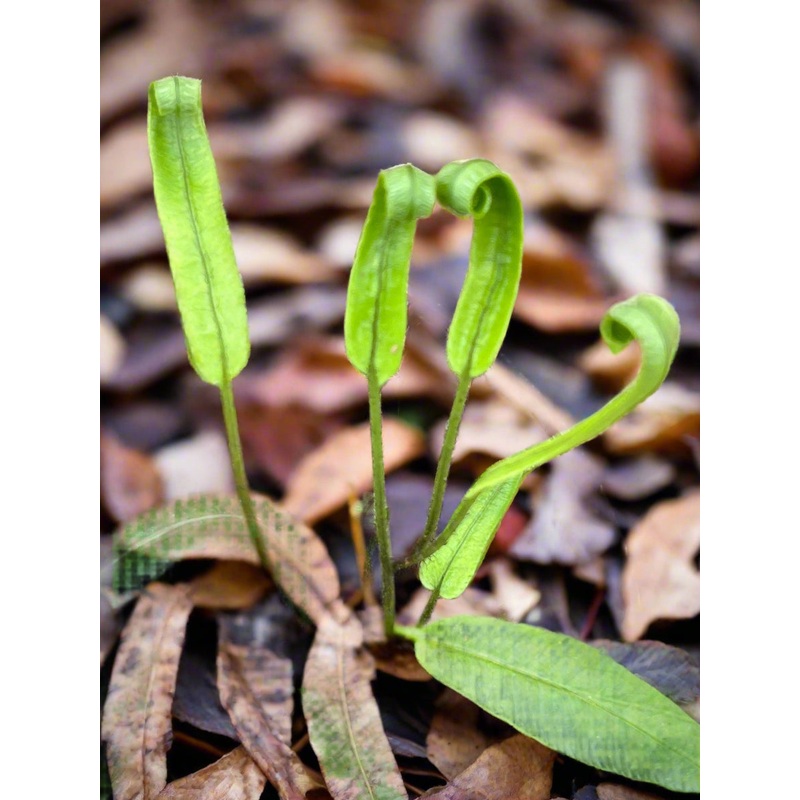 Deparia lancea|1 Litre pot|2 Litre|9 cm pot