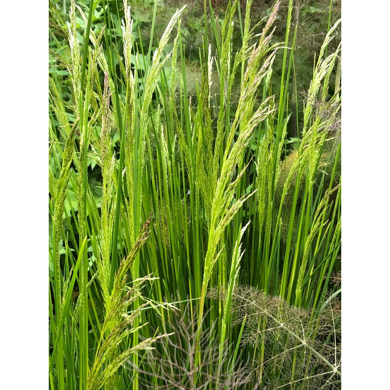Deschampsia cespitosa Cabana Buta