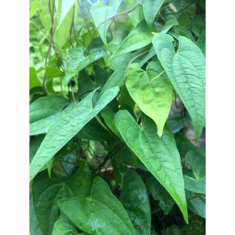 Dioscorea japonica