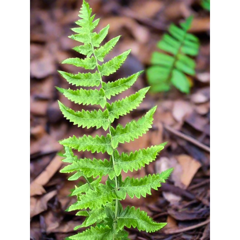 Diplazium esculentum|2 litre|1 Litre pot