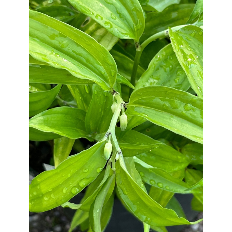 Disporopsis taiwaniana|9 cm pot|1 litre pot