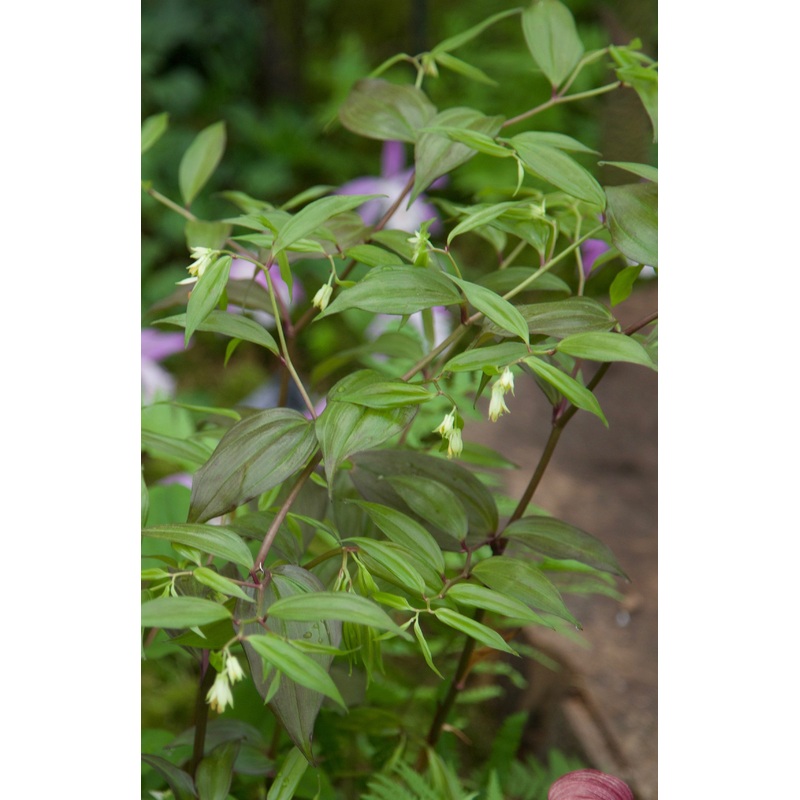Disporum bodinieri ‘Loushan Pass’