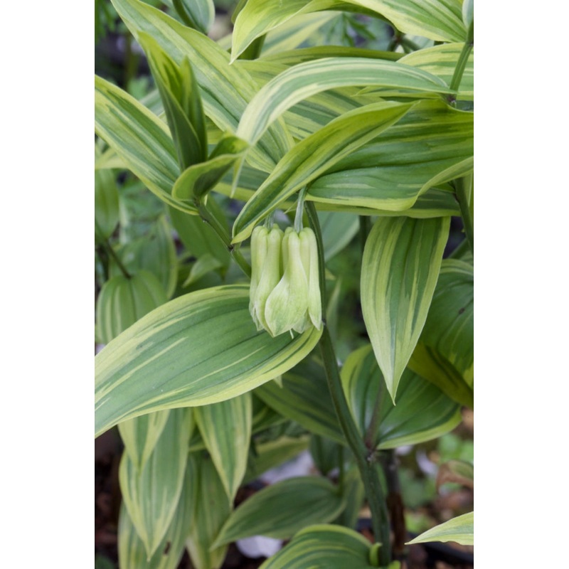 Disporum sessile Aureovariegatum