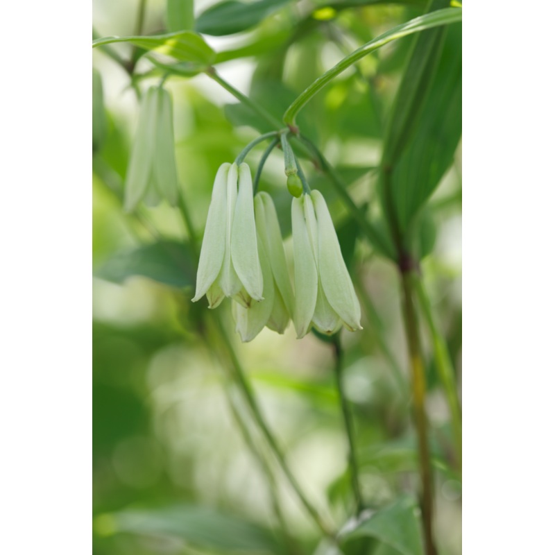Disporum ‘White Bere’|1 Litre pot|9 cm pot