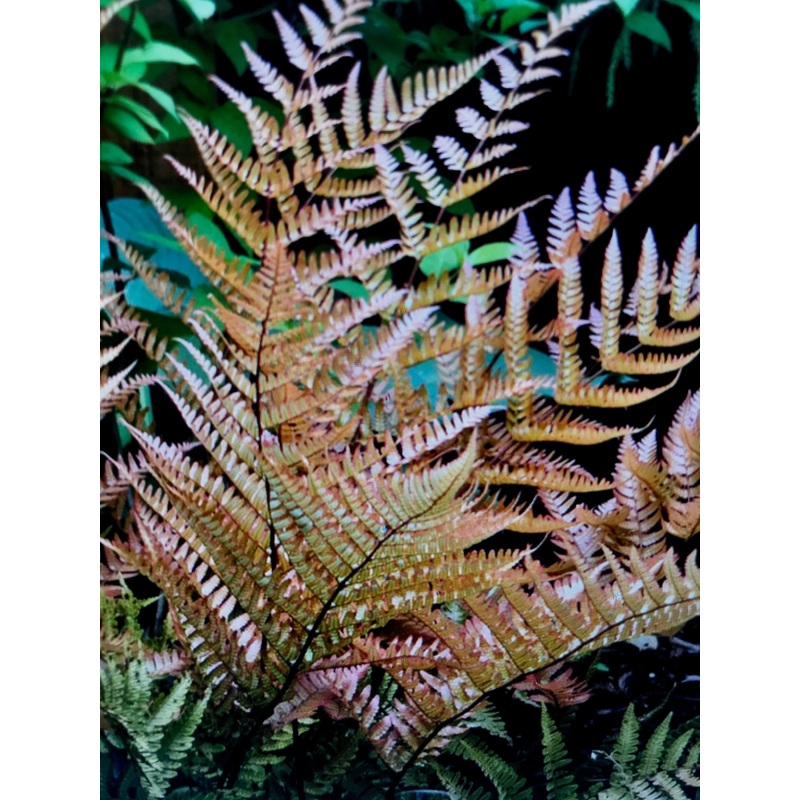 Dryopteris erythrosora ‘Brilliance’
