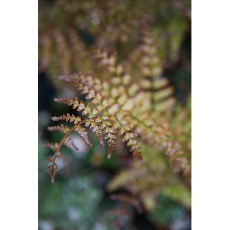 Dryopteris erythrosora prolifica