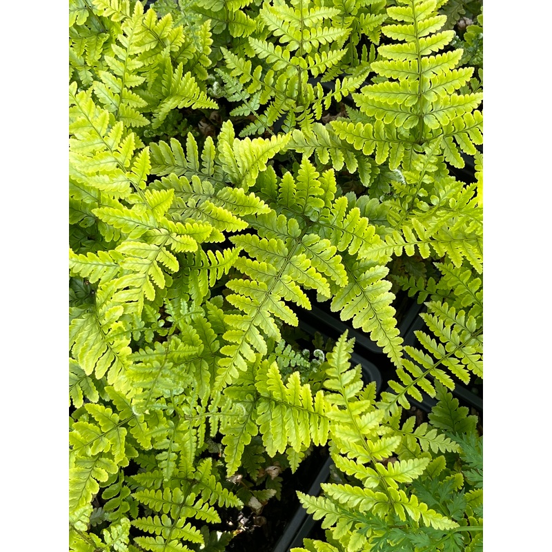 Dryopteris formosana|2 Litre pot|1 Litre pot