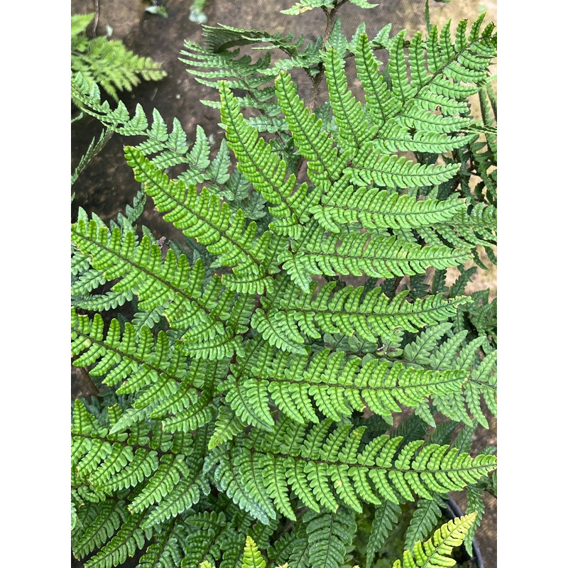 Dryopteris varia|2 litre|1 Litre pot