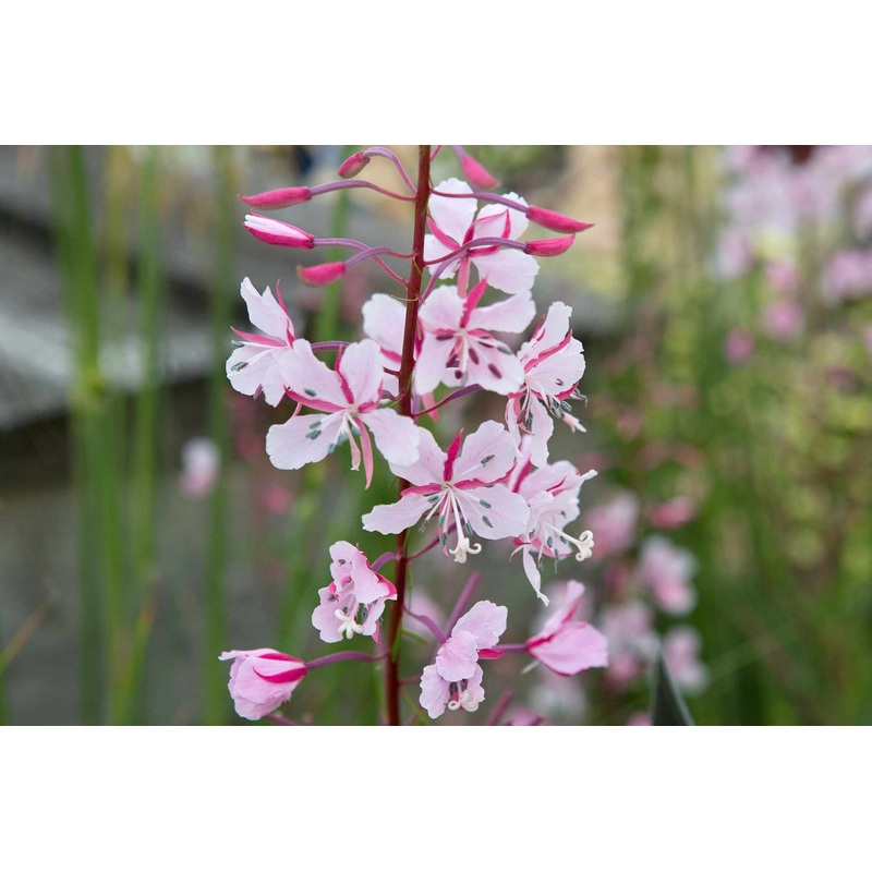 Epilobium angustifolium Stahl Rose