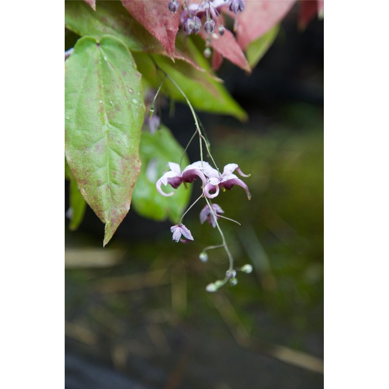 Epimedium acuminatum|2 Litre|9 cm pot