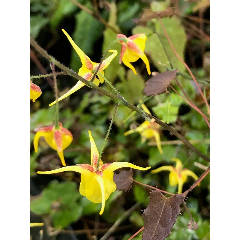Epimedium davidii|9 cm pot