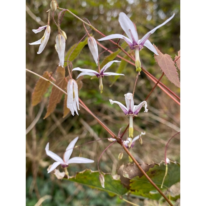 Epimedium fargesii|9 cm|2 Litre