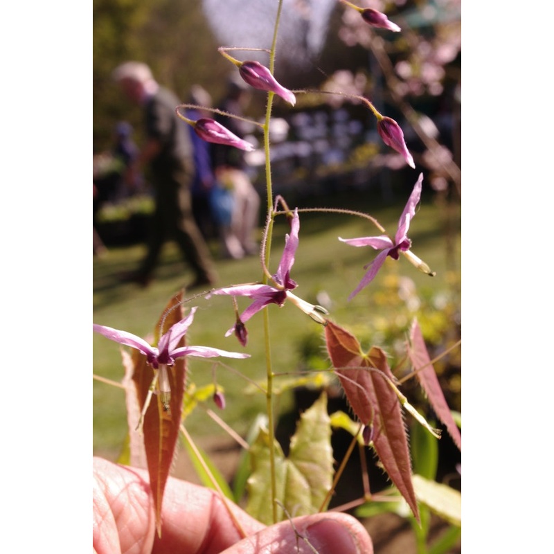 Epimedium fargesii Pink Constellation Og. 93023