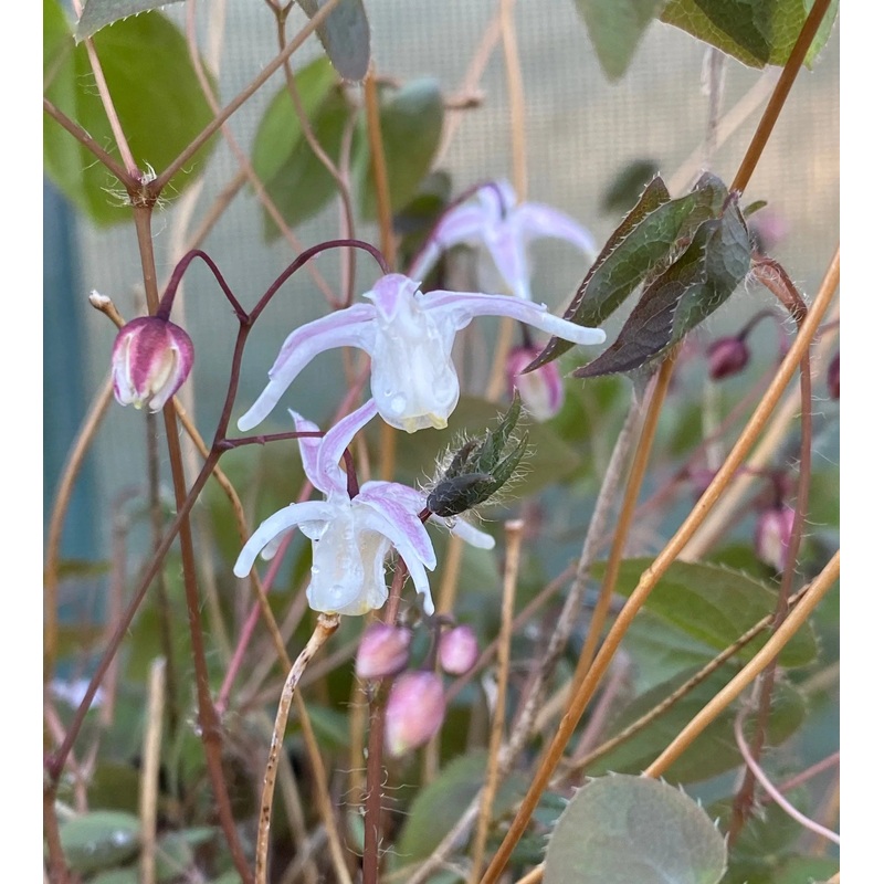Epimedium Suzuka|9 cm pot|1 Litre