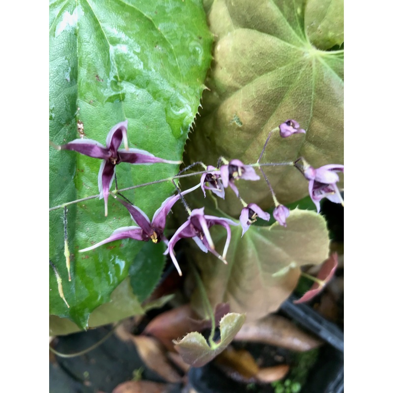Epimedium zhushanense|9 cm pot|1 Litre pot