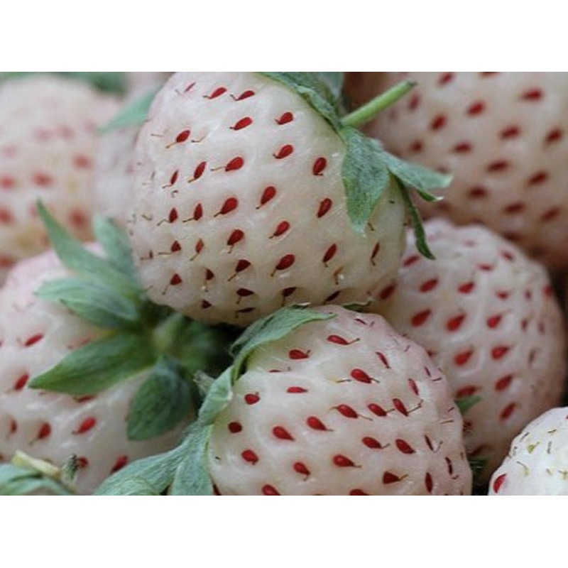 Fragaria ‘Pineberry’|1 Litre Pot|9 cm pot
