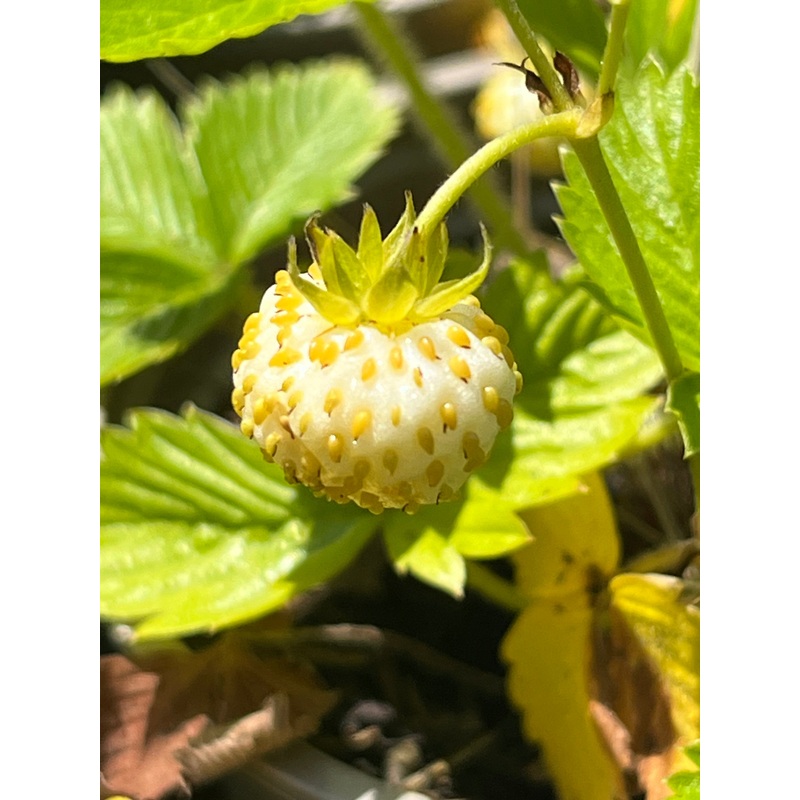 Fragaria vesca Fructu-albo’|11 cm pot|9 cm pot|3 x bare-root plants