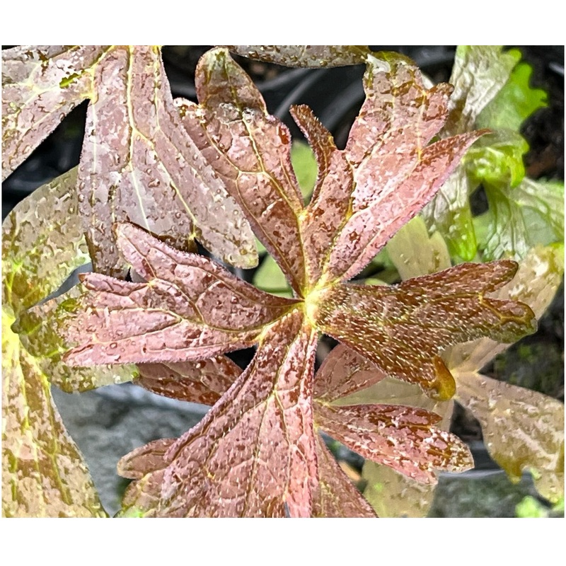 Geranium maculatum Espresso|1 Litre pot