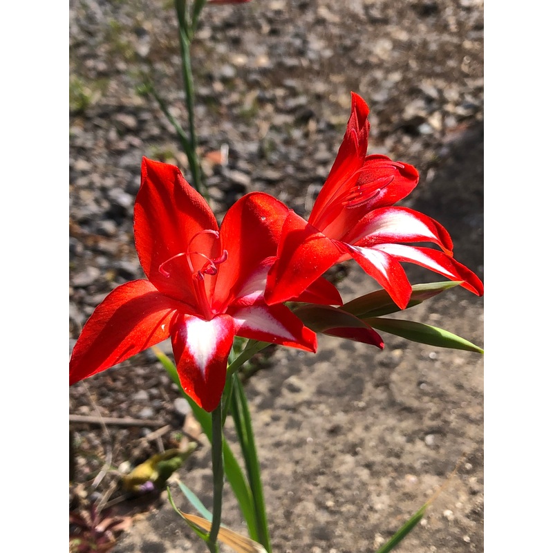 Gladiolus cardinalis|1 Litre Pot|9 cm pot
