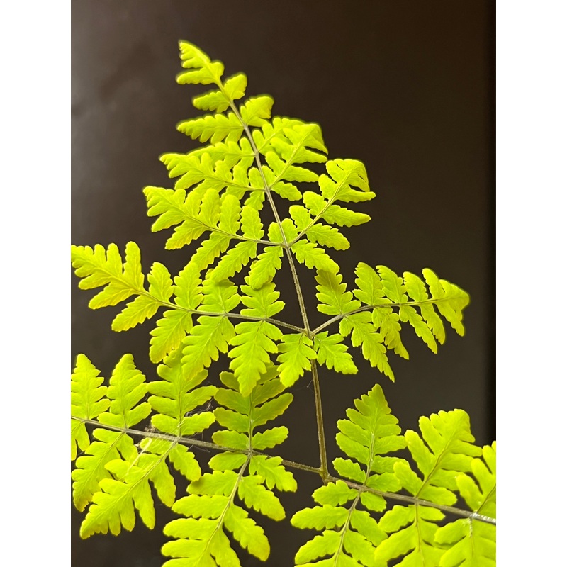 Gymnocarpium robertianum|1 Litre pot