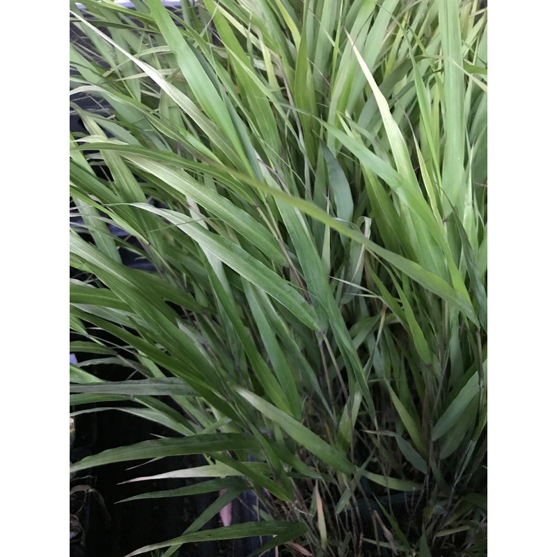 Hakonechloa macra|1 litre|2 Litre|9 cm pot
