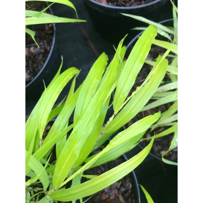 Hakonechloa macra All Gold|1 Litre pot