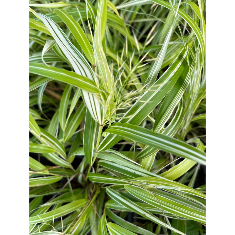 Hakonechloa macra ‘Naomi’|1 Litre pot|2 Litre pot