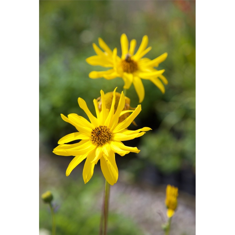 Helianthus ‘Miss Melish’|1 Litre pot|9 cm pot