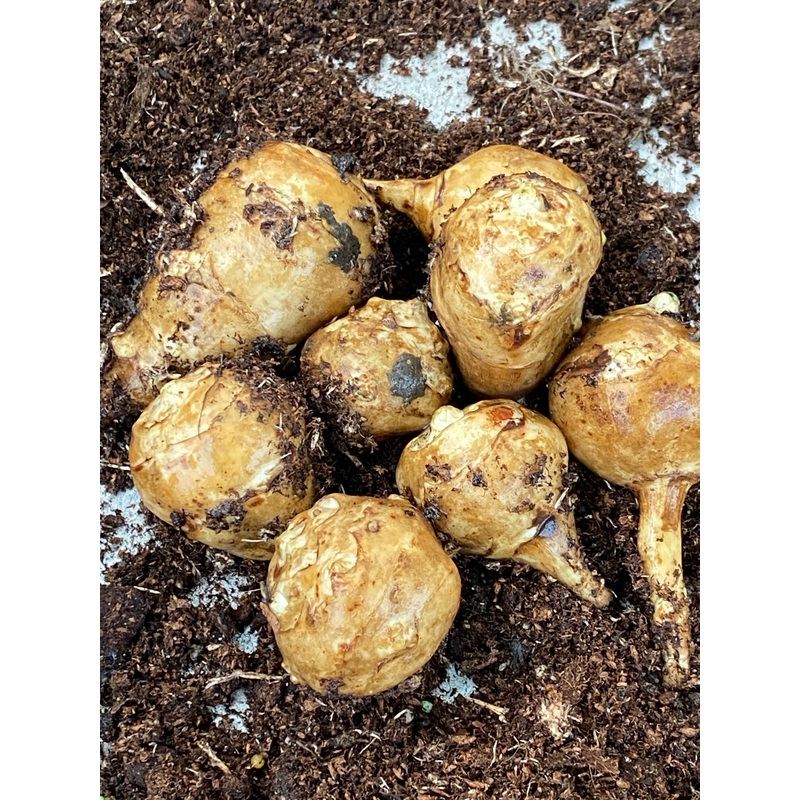 Helianthus tuberosus Sugarball