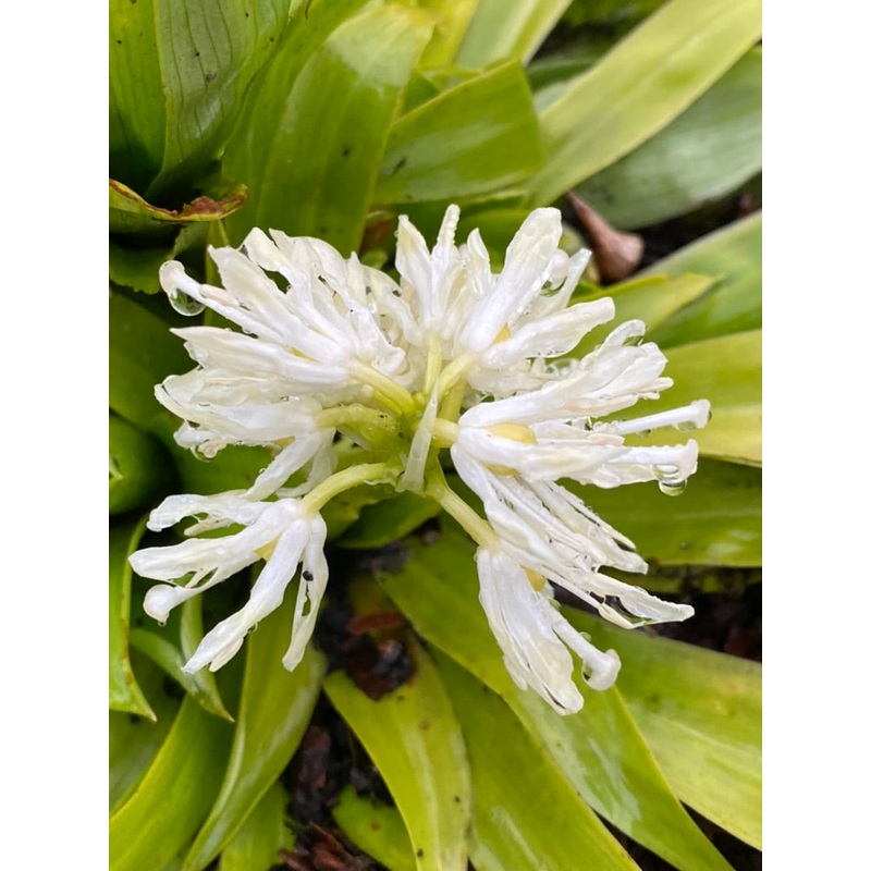 Heloniopsis orientalis var. flavida ‘Snow White’