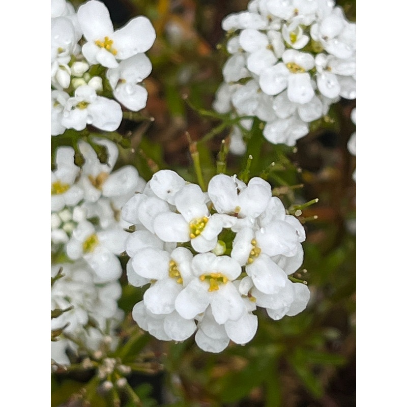 Iberis sempervirens ‘Alexander’s White’