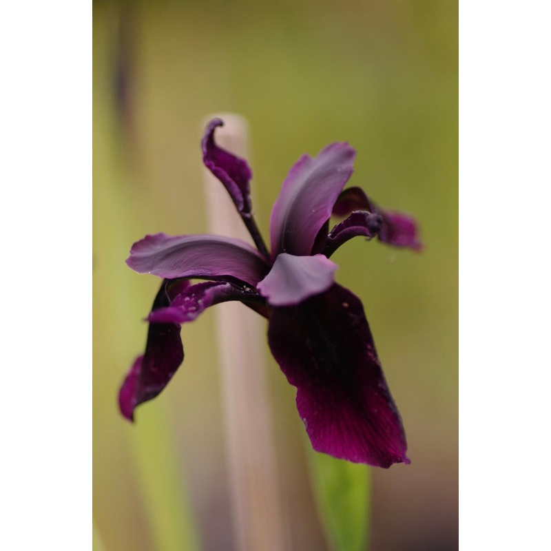 Iris chrysographes Black Knight