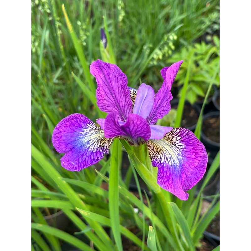 Iris sibirica Illini Charm|9 cm pot|1 litre pot