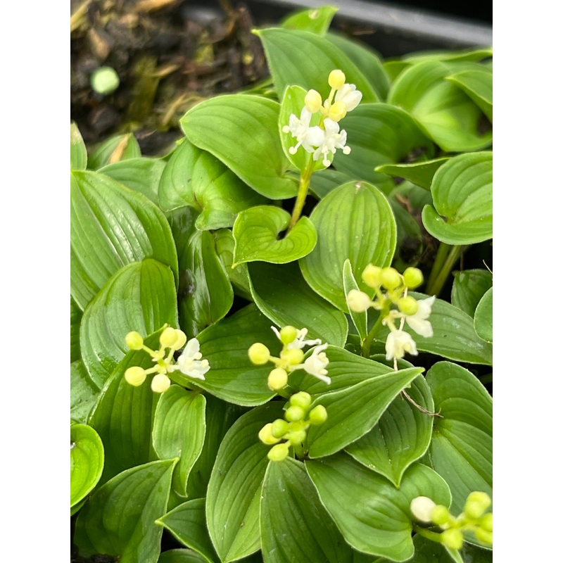 Maianthemum bifolium subsp. kamtschaticum var. minimum