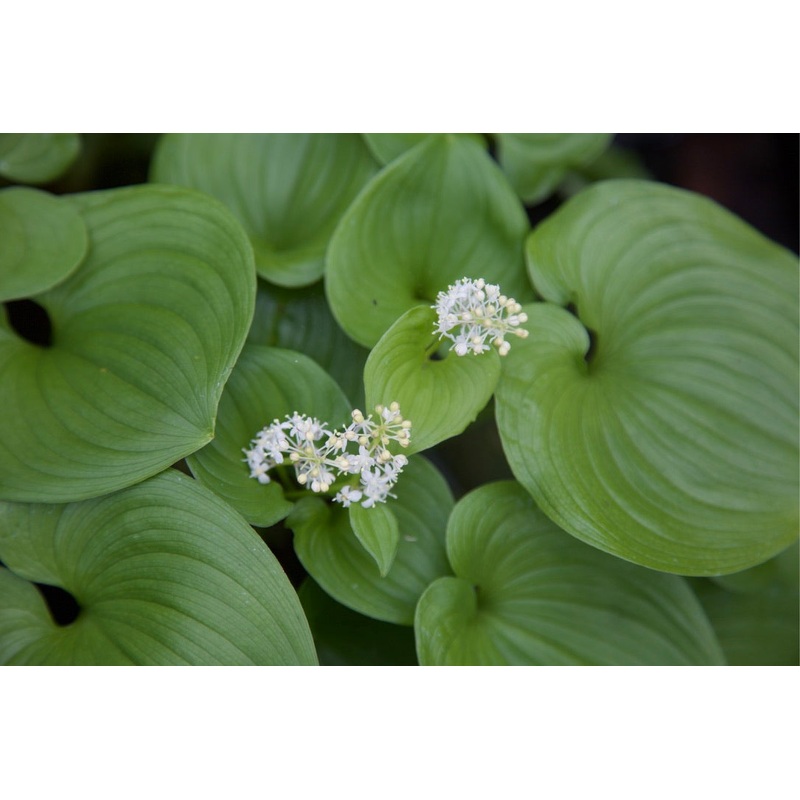 Maianthemum canadensis|1 litre pot|9 cm pot
