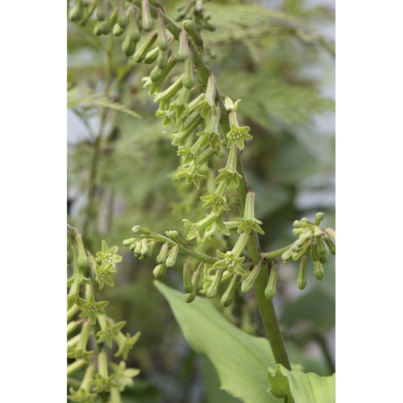 Maianthemum henryi|1 Litre pot|9 cm pot