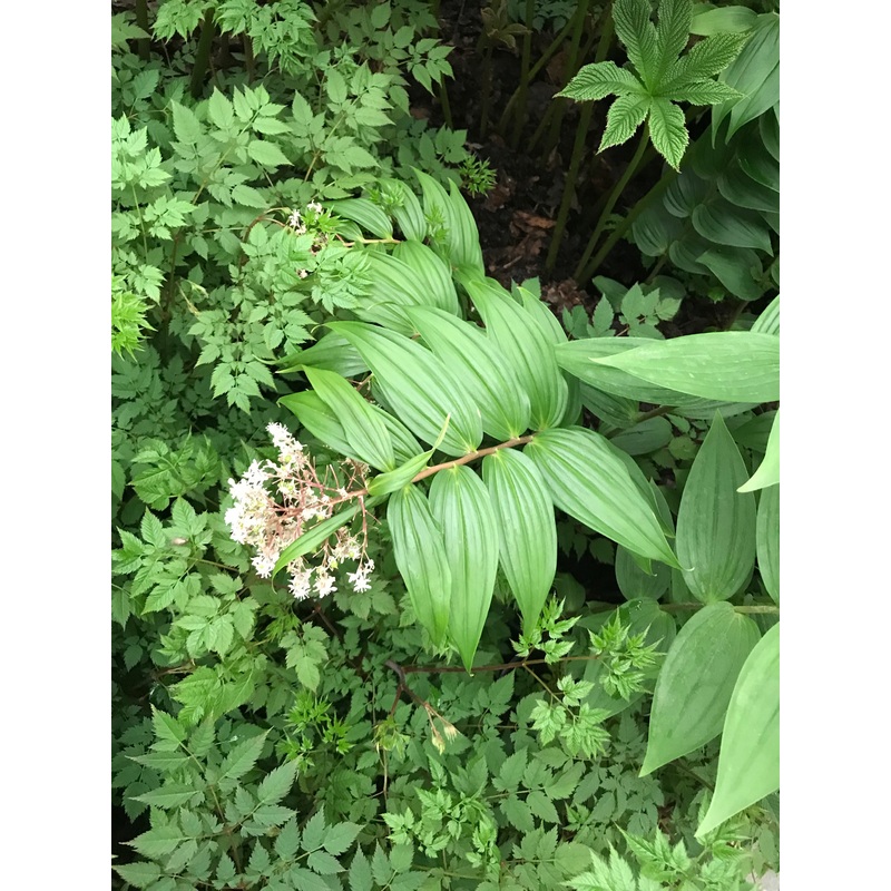 Maianthemum paniculatum|9 cm|2 litre|1 litre pot