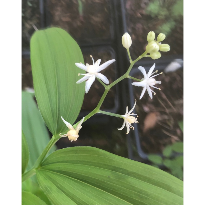 Maianthemum stellatum|9 cm|2 litre|1 Litre pot