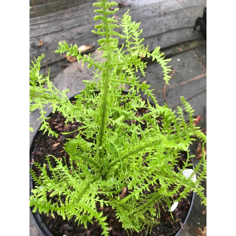Matteuccia struthiopteris ‘Bedraggled Feather’