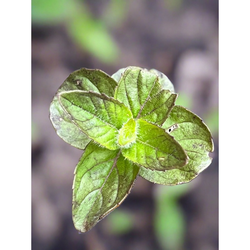 Mentha arvensis Lemon|9 cm pot