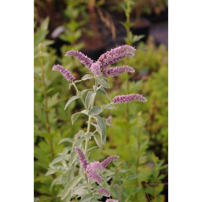 Mentha longifolia Lahaj|9 cm pot