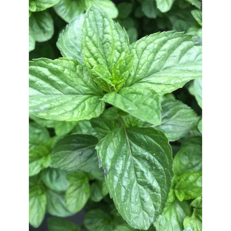 Mentha x piperita f. citrata Basil