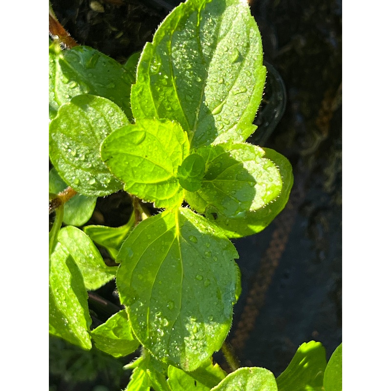 Mentha x piperita f. citrata Tangerine