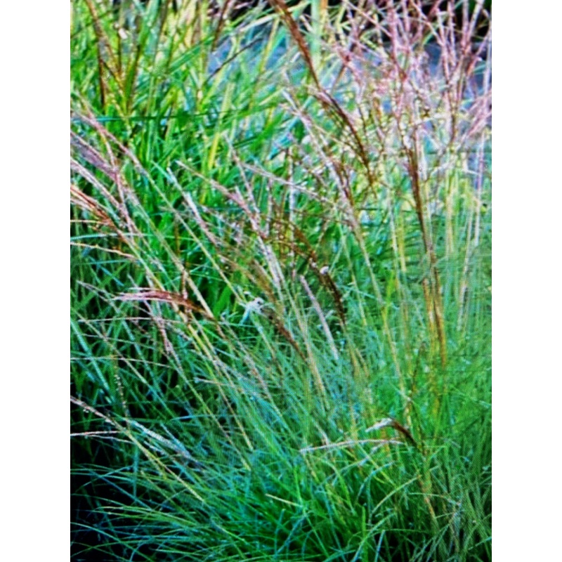 Miscanthus sinensis Cute One