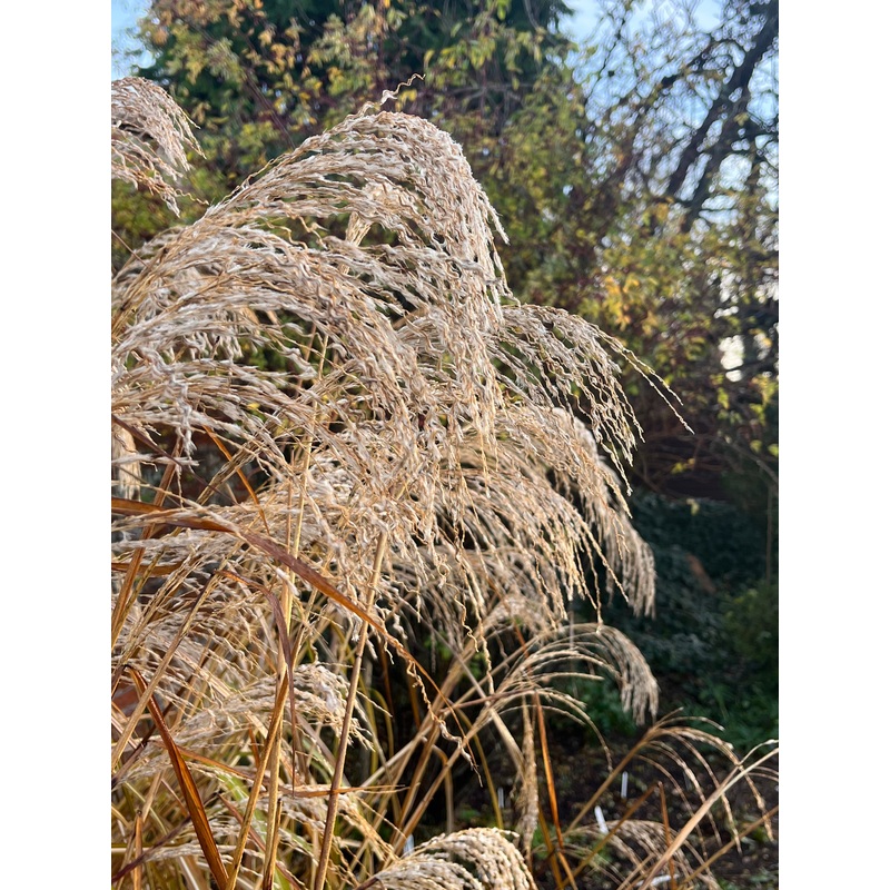 Miscanthus sinensis Kascade|2 litre