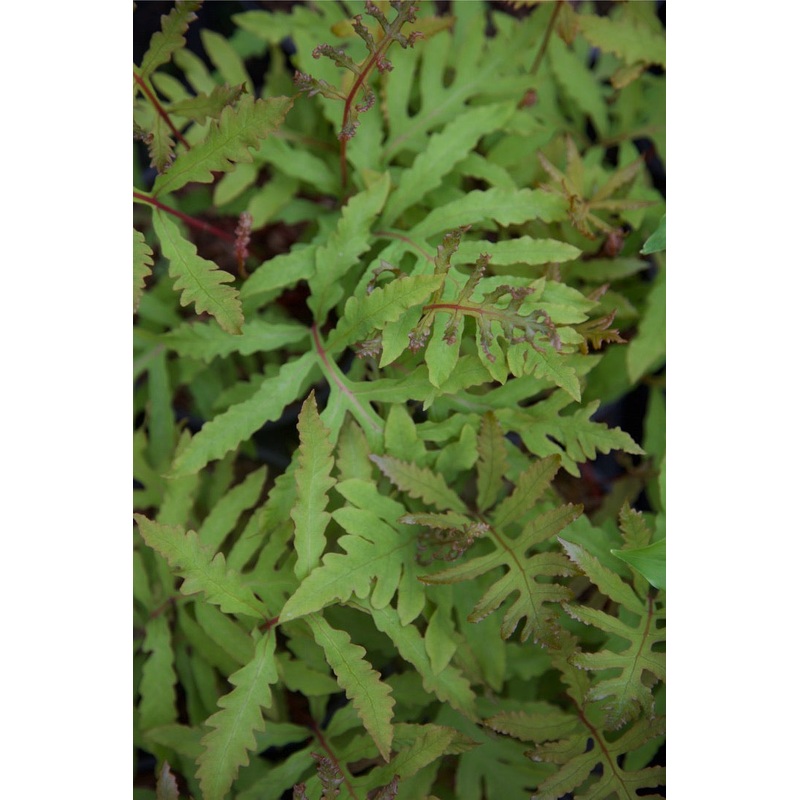 Onoclea sensibilis var. interrupta