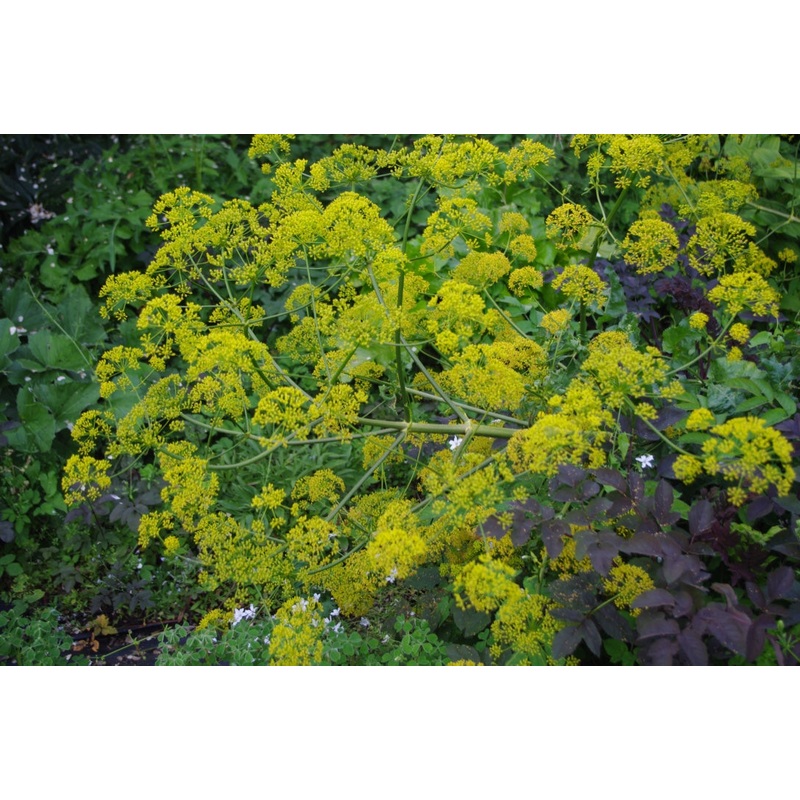 Opopanax chironium|7 cm pot|1 litre|2 Litre pot