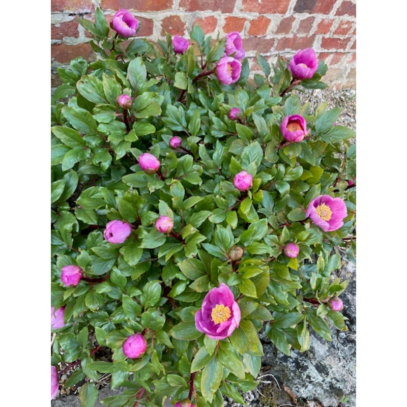 Paeonia broteri|1 Litre Pot