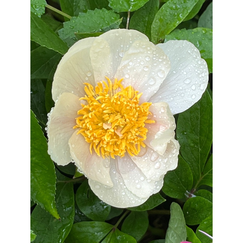 Paeonia ‘Claire de Lune’|1 Litre Pot|2 Litre pot